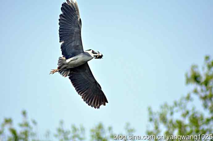 北京动物园的鸟类——有食也难