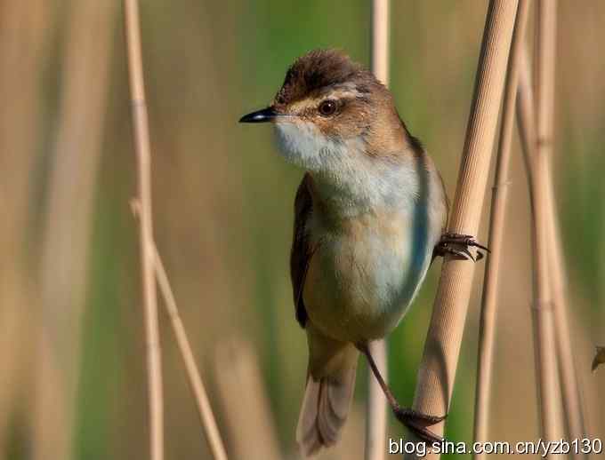 都是大苇莺吗？（组图，3张图片）