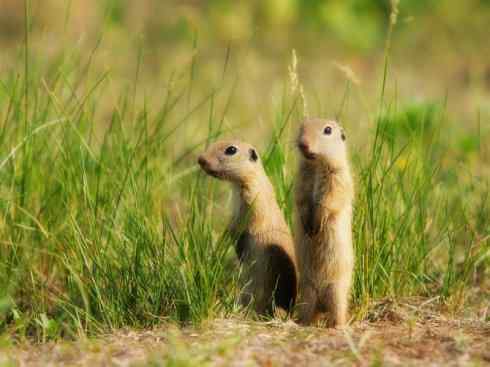 动物世界：山寨还是原创之十一