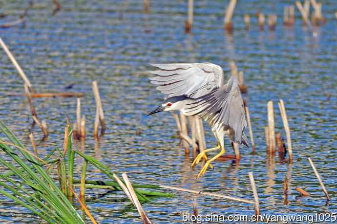 寻鱼的夜鹭（7）