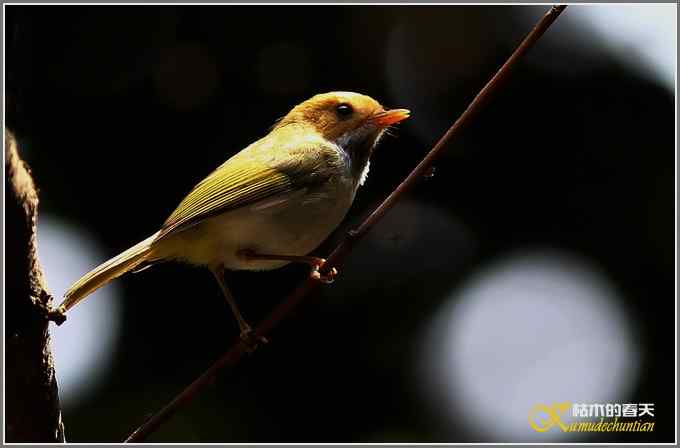 林中小鸟【照片】