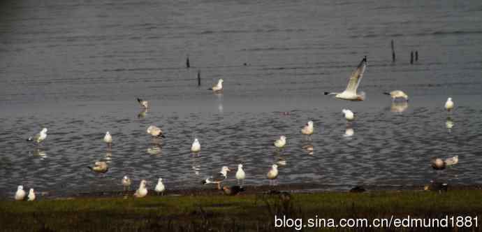 吴淞炮台湾湿地公园3月鸟况
