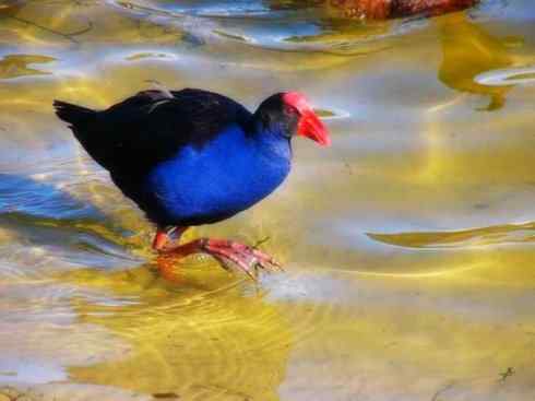 奇特的盔：紫水鸡