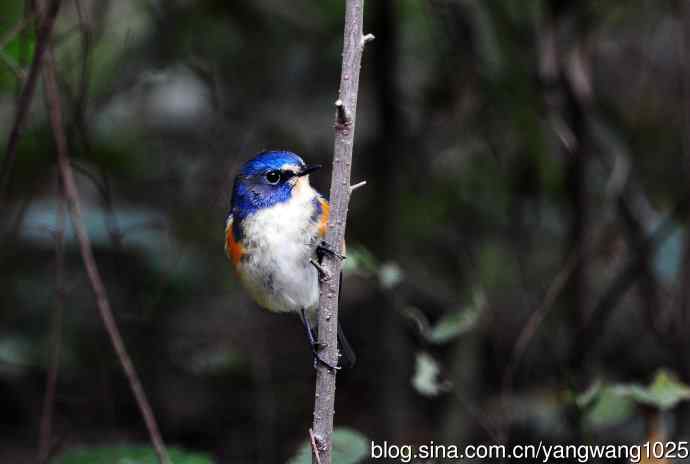 雄性红胁蓝尾鸲（14）