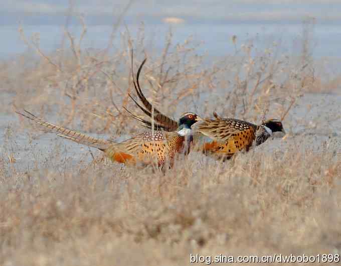 邂逅雉鸡群