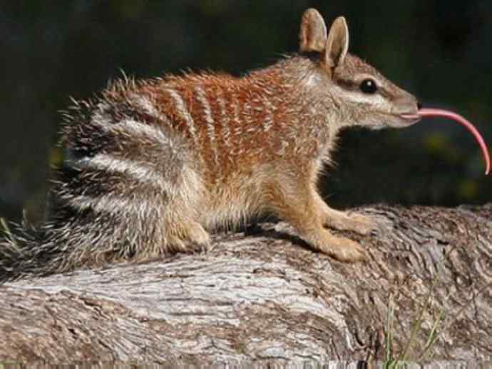 盘点十二大著名食蚁动物:袋食蚁兽 盘点十二大著名食蚁动物:袋食蚁兽