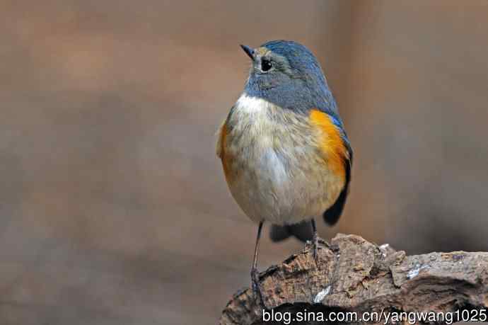 雄性红胁蓝尾鸲（24）