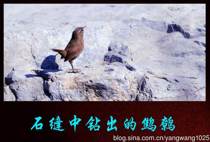 北京奥森公园的鸟类——石缝中钻出的鹪鹩