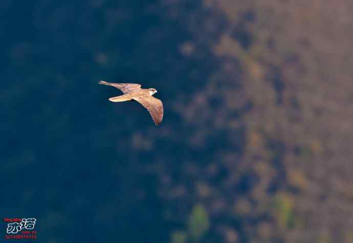 北京西山&nbsp;wbr路&nbsp;wbr金秋观猛