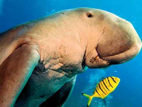 独角兽：传说的兽原型探秘（独角鲸）