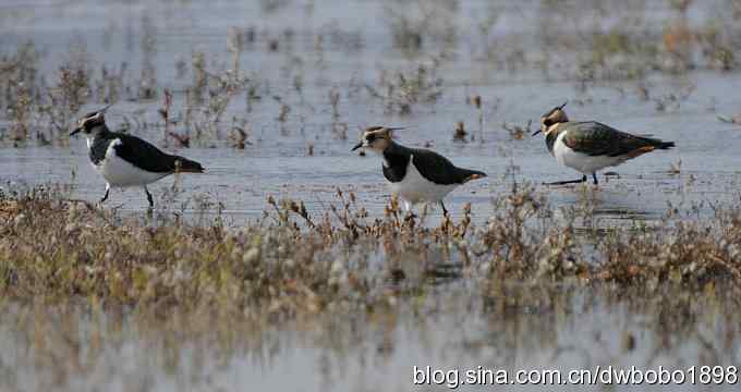飞翔的凤头麦鸡