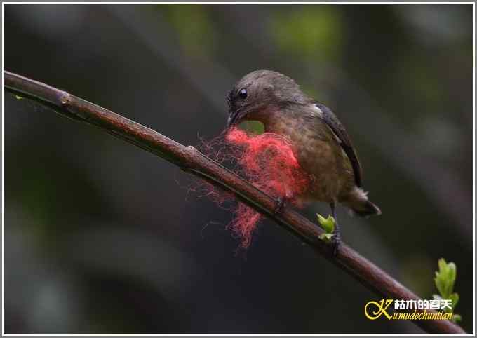 三天守候一只鸟【照片】