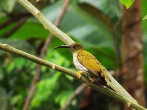 美丽无罪：雀鸟之太阳鸟