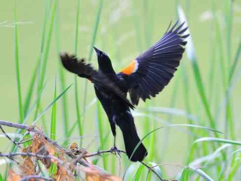 极品红色鸟类：红蜂虎