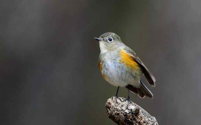 洋县两天观鸟，秦岭如此美妙！