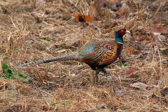 杭州老郑摄影续 杭州老郑摄影续