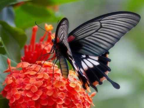 自然奇观：动物大迁徙(帝王蝶）