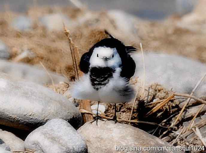 爱干净的小鹡鸰(十渡)