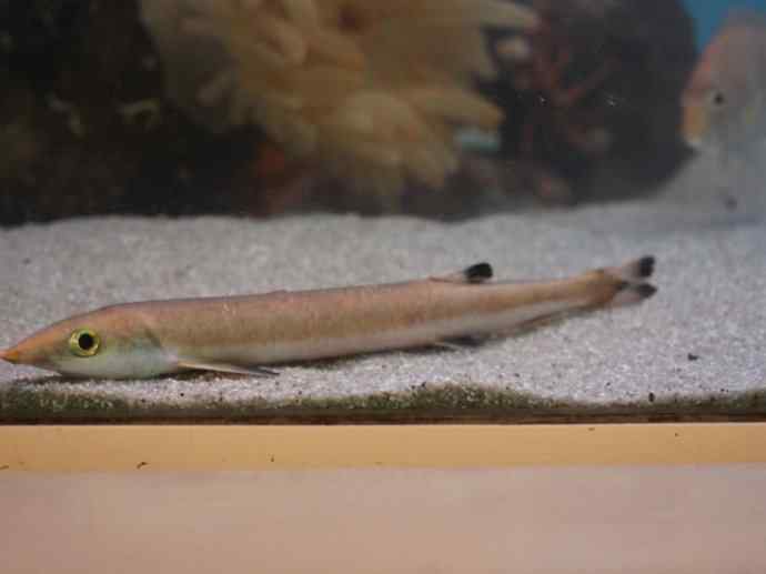 鱼类活化石：虱目鱼