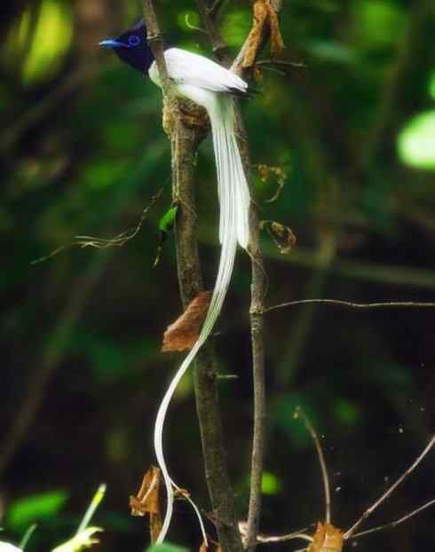 家禽驯化之源之二十九