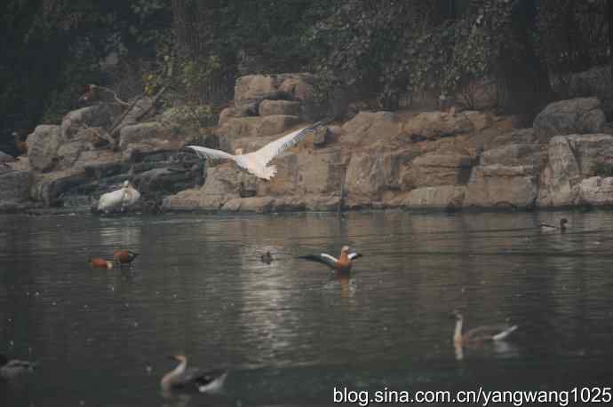 再拍鹈鹕 wbr11 再拍鹈鹕 wbr11