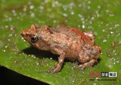 2006年度十大动物故事