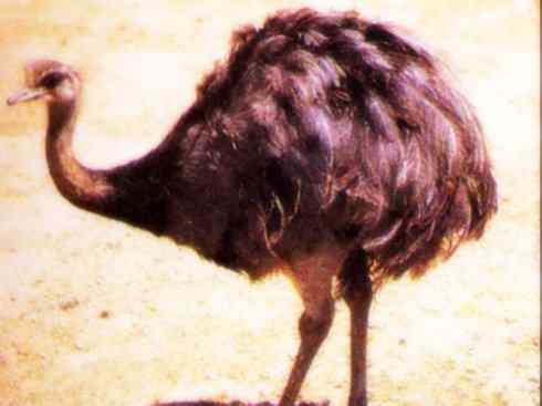 家禽驯化之源之十二