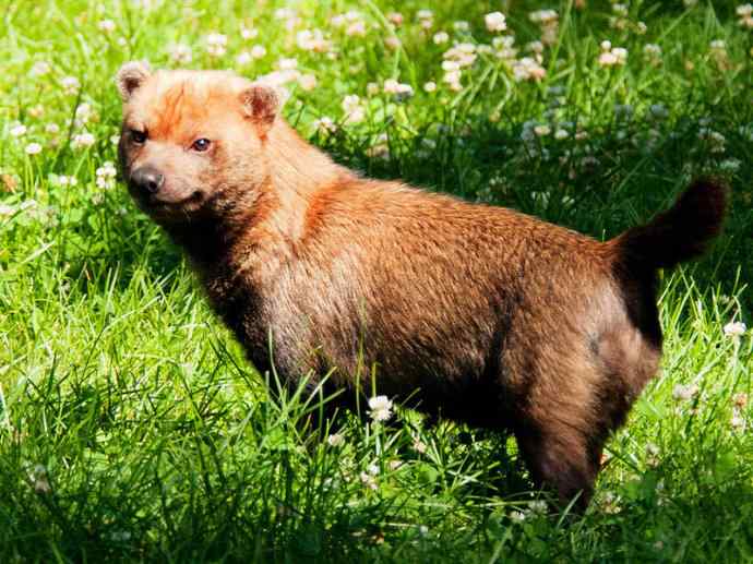 犬科：薮犬亚科薮犬属之薮犬