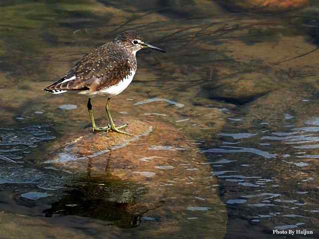 十渡的鸟儿看过来