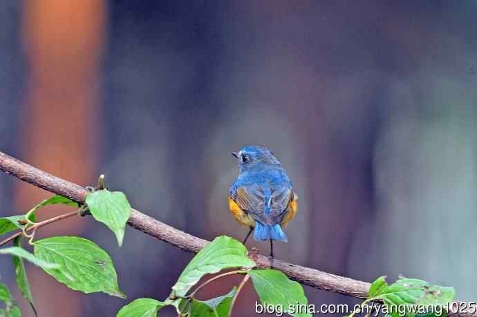 雄性红胁蓝尾鸲（33）