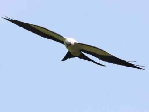 白头鸟系列：另类的美丽（燕尾鸢）