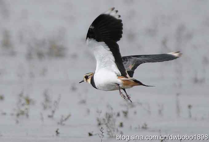 飞翔的凤头麦鸡