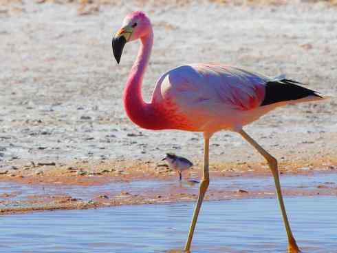 极品红色鸟类:火烈鸟 极品红色鸟类:火烈鸟