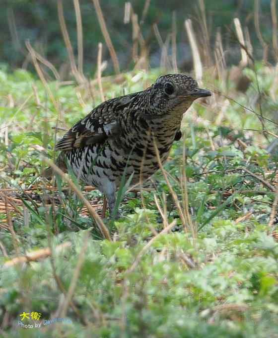 二鸫献寿：虎斑地鸫和宝兴歌鸫