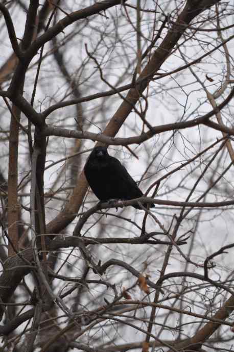 鸽子的期待（腊八）