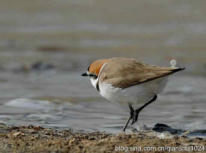野鸭湖新拍小鸟.环颈鸻