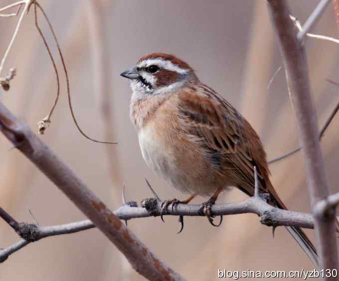 春节过后首次擦枪(组图)
