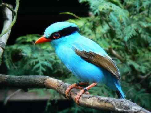 美丽无罪：雀鸟之欣赏2