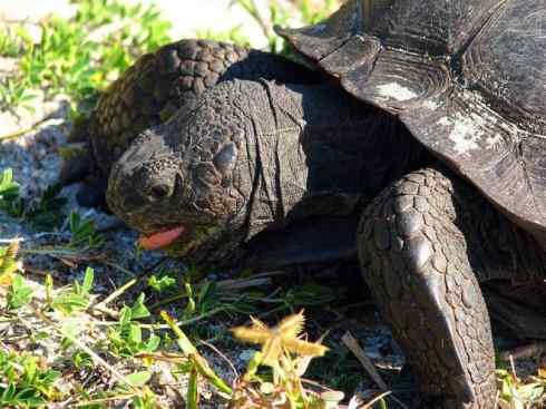 玄武：传说的兽原型探秘（象龟）