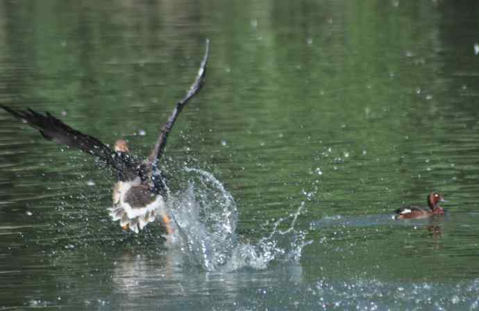 八月十六（杂片）