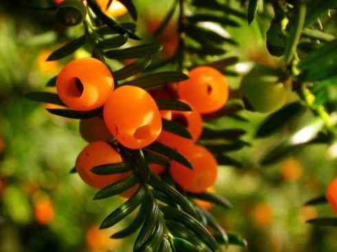 鱼类活化石：月眼鱼