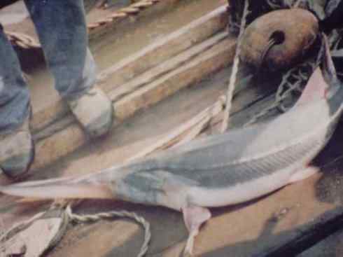 鱼类活化石：匙吻鲟科