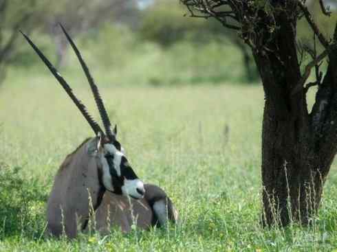 麒麟：传说的兽原型探秘（马羚）