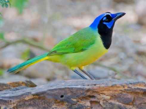 美丽无罪：雀鸟之蓝鸦