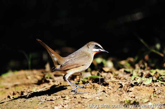 红喉歌鸲（18）