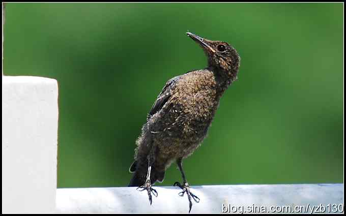 金海湖的鸟（3）鈥斺斃俄娥矗ㄗ橥迹