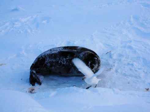 奇特的盔：白鞘嘴鸥