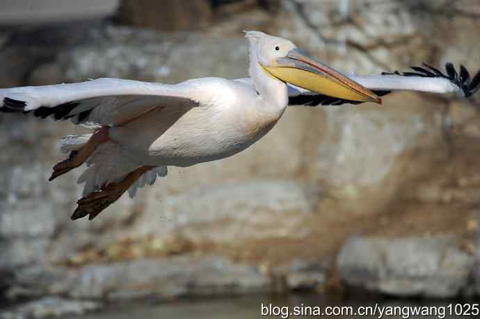 鹈鹕(大白)飞去 鹈鹕(大白)飞去