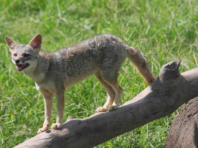 犬科：狐亚科伪狐属之高地狐、河狐、秘鲁狐