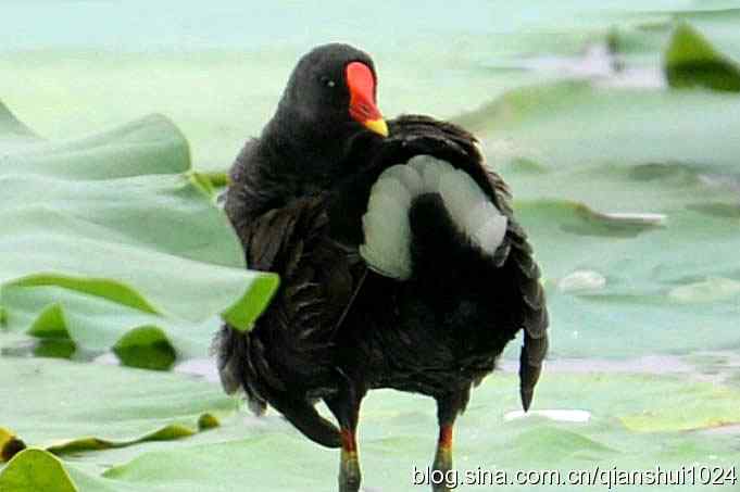 桑拿天打鸟 wbr真是乐使银(奥体公园)